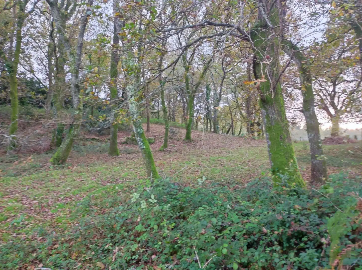 Finca rústica en venta en A Estrada 