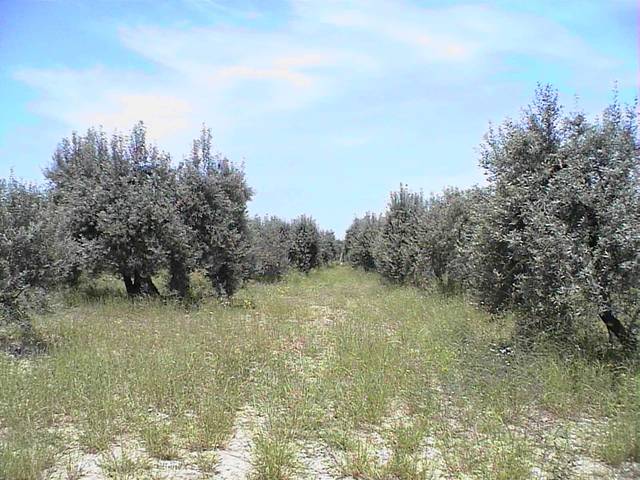 Finca rústica en Venta en N/A en Barillas