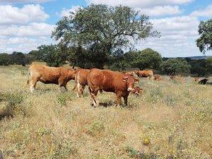 Photo 3 of Land for sale in Norte, Badajoz