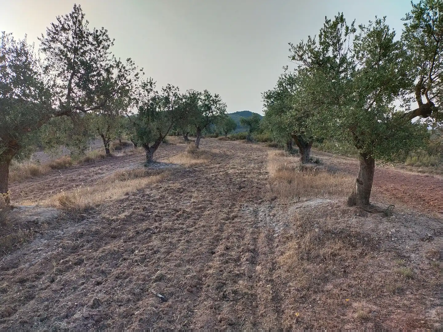 Terreno rústico en venta en Cervià de Les Garrigues, imagen 13