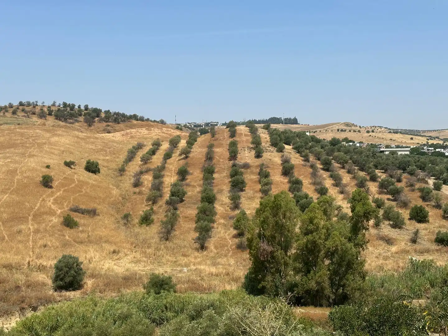 Terreny rústic en venda a Balcón de Sevilla - Atalaya - La Uva - La Extremeña, imagen 3