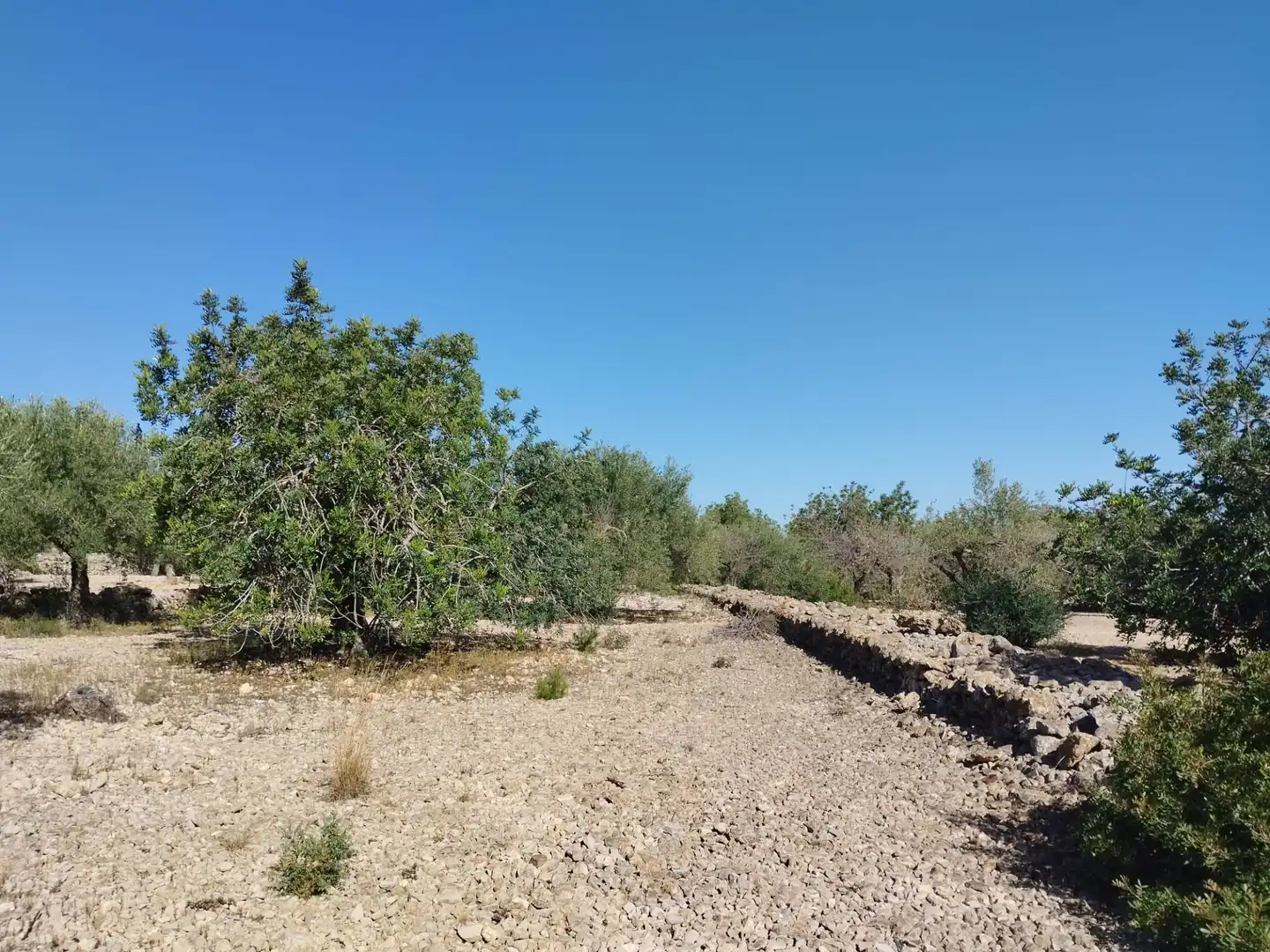 Terreny rústic en venda a N-340 1067, imagen 5