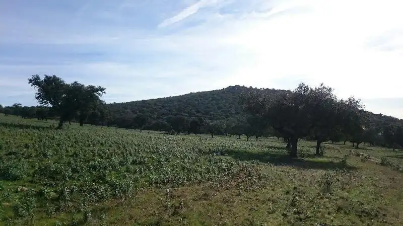 Land for sale in Salorino