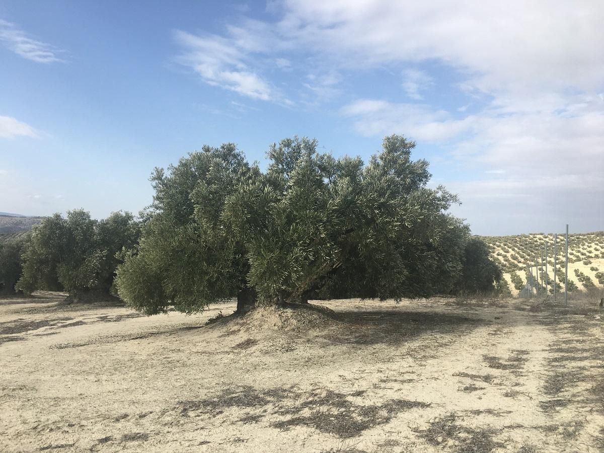 Grundstücke zum verkauf in Lucena