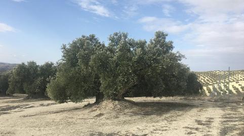 Photo 3 of Land for sale in Partido Castillo Anzur y Barranquillos. " las Rosa, Jauja, Lucena