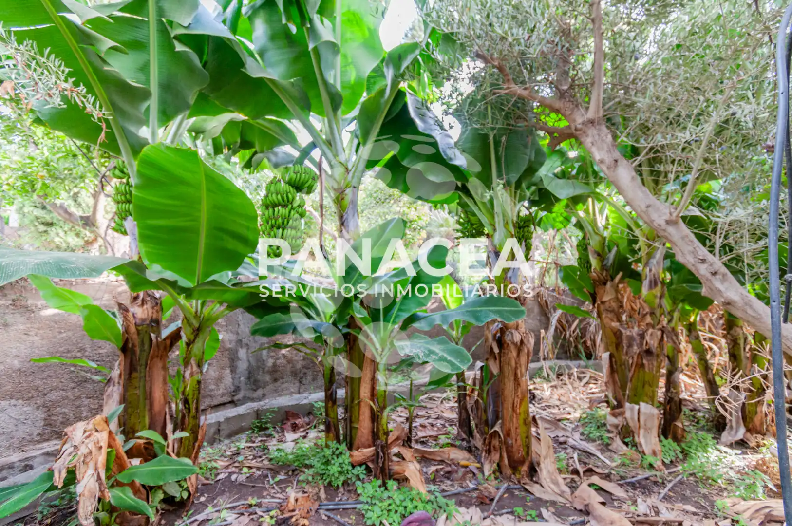 Finca rústica en venta en Vícar Pueblo