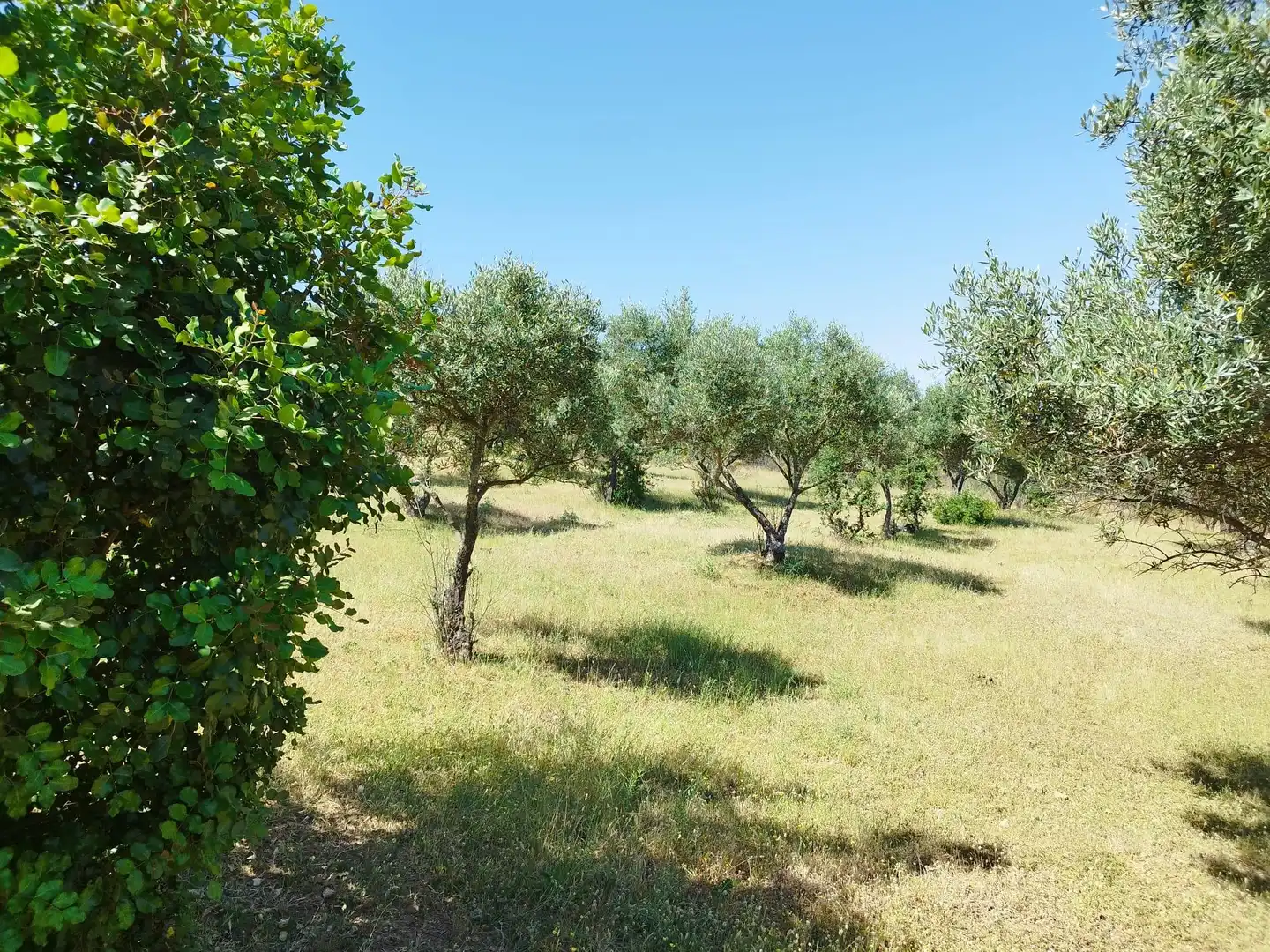 Finca rústica en venda en Almadén de la Plata amb Jardí privat
