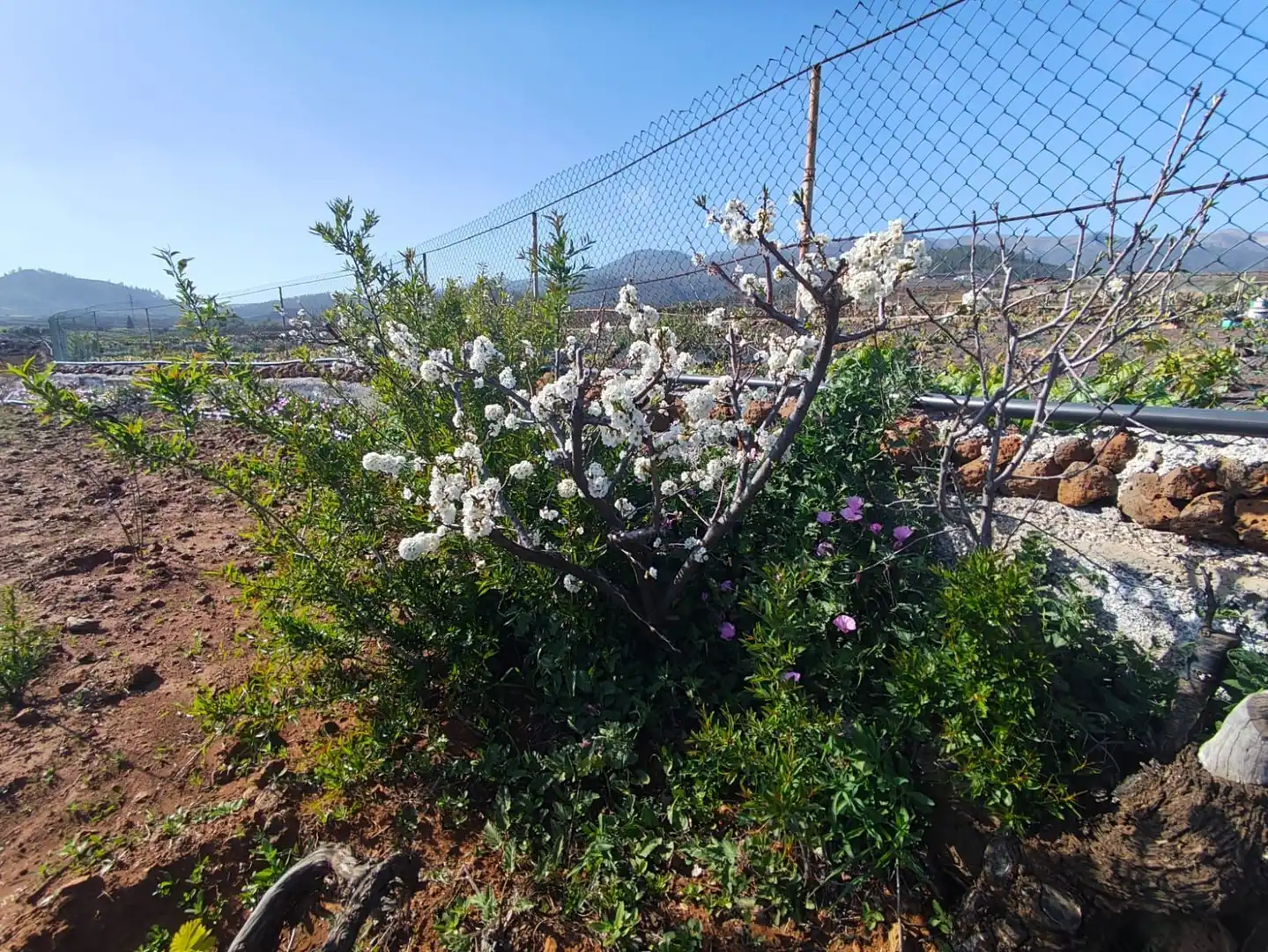 Jardín de Terreno en venta en Vilaflor de Chasna