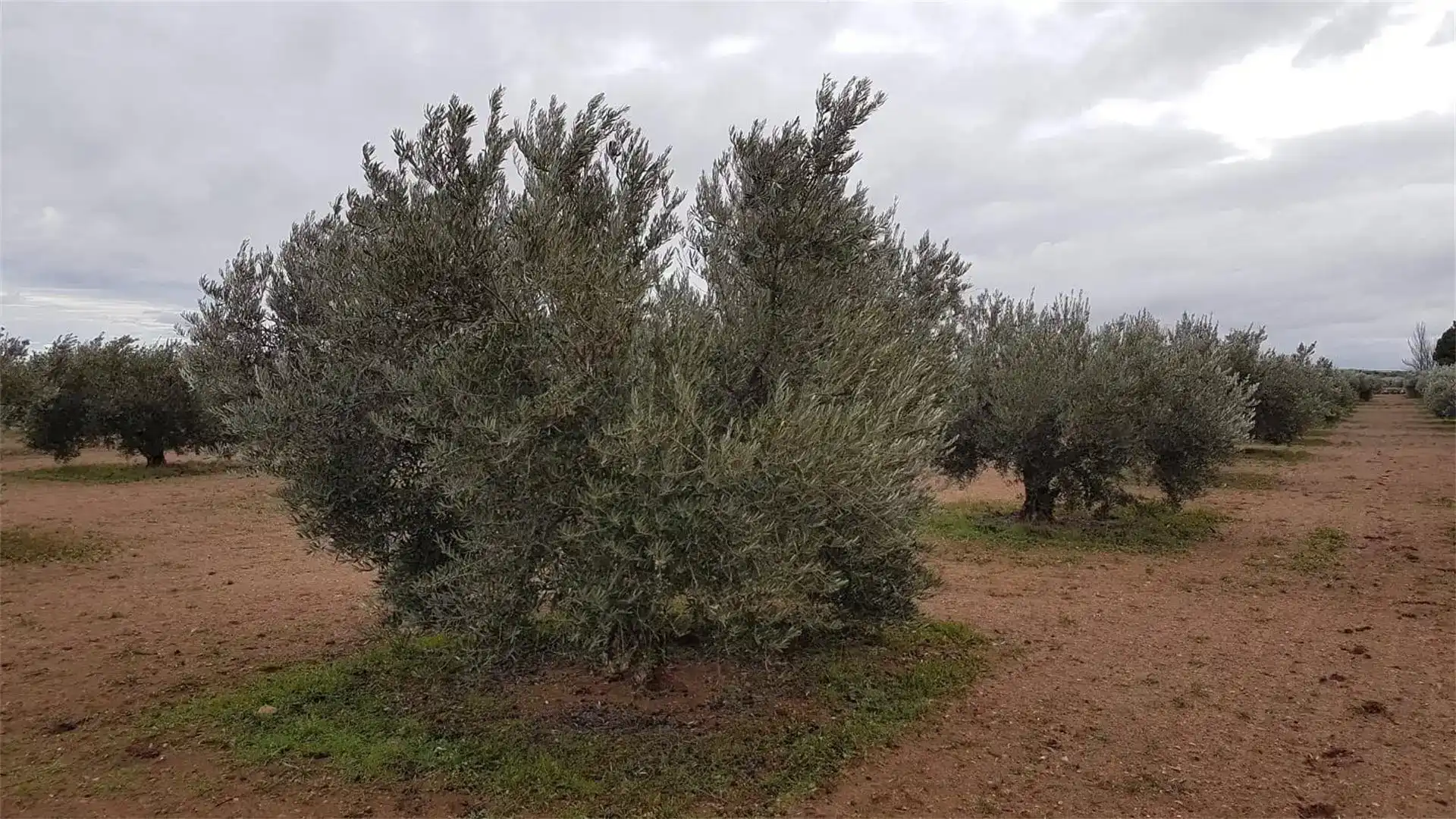 Finca rústica en venda en Alcázar de San Juan