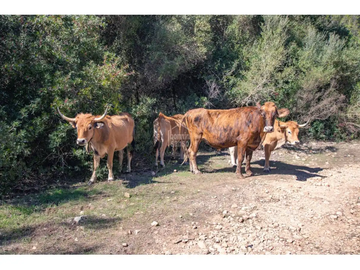 Country homes for sale in Son Bou - Sant Jaume