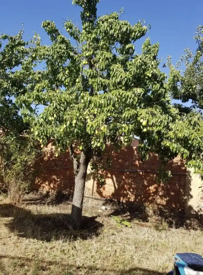 Jardí de Casa o xalet en venda en Itero de la Vega amb Jardí privat, Traster i Moblat