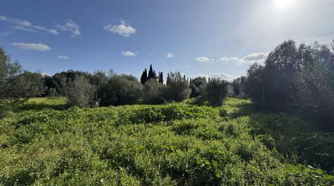 Photo 3 of Country house for sale in Inca, Centro, Inca