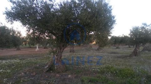 Olivar de 6 hectáreas en el municipio de Valsequillo provincia de Córdoba, 2 hectáreas de labor, resto de olivar  a pie de camino,, Bild 5