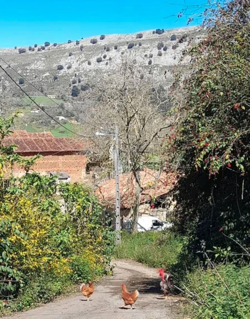 Exterior view of House or chalet for sale in Llanes  with Private garden
