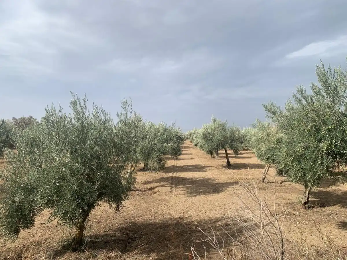 Terreno residencial en venta en Las Flores - Huerta, imagen 2