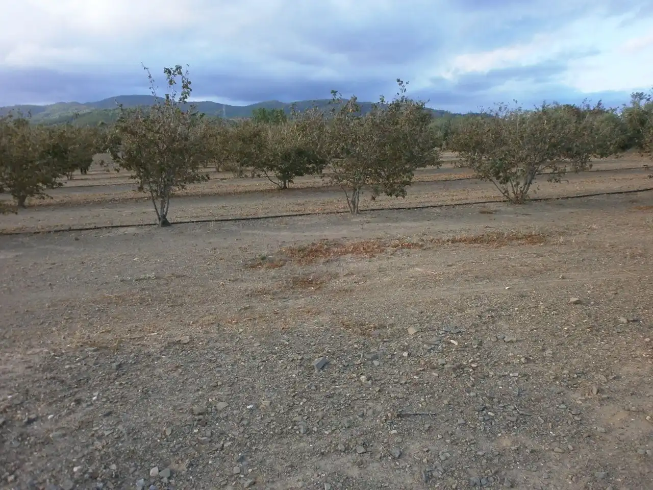 Rural land for sale in Castellvell del Camp, imagen 4