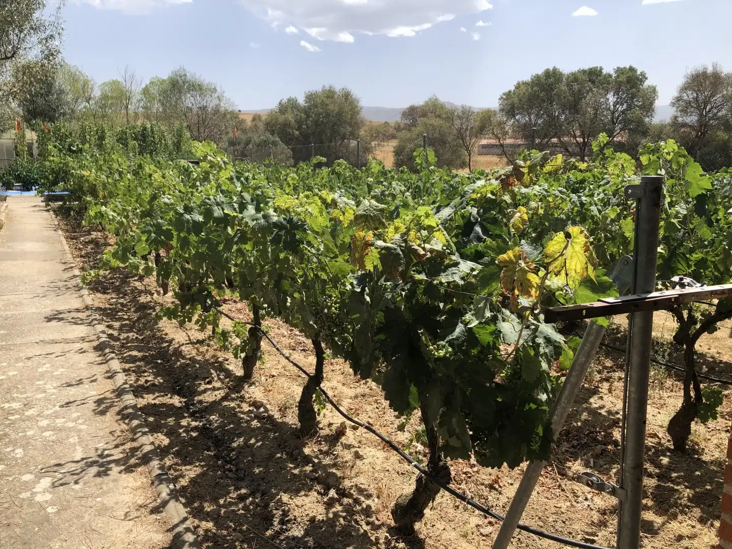 Finca rústica en venda a La Lastrilla