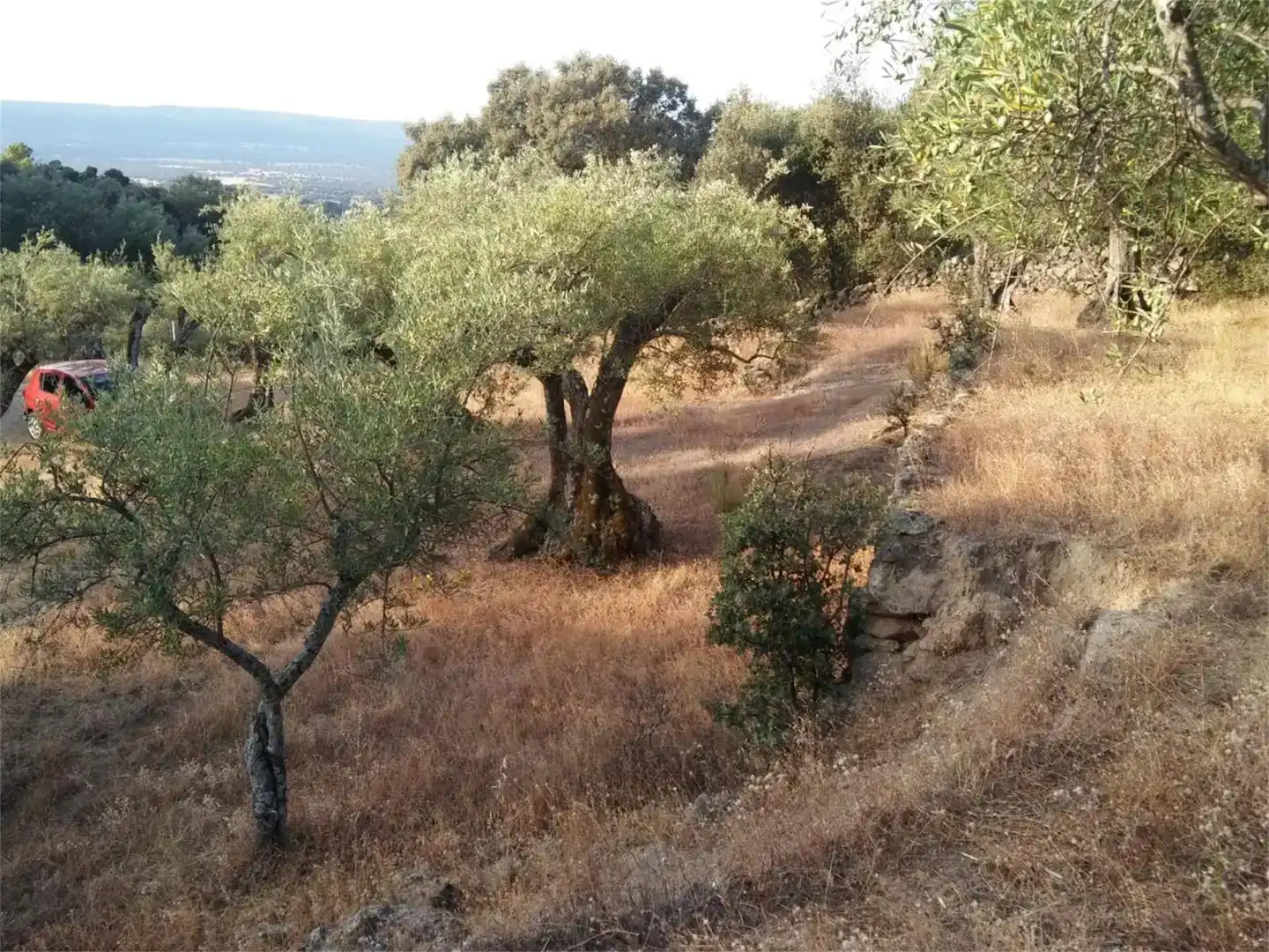 Terreno en venta en Pedro Bernardo