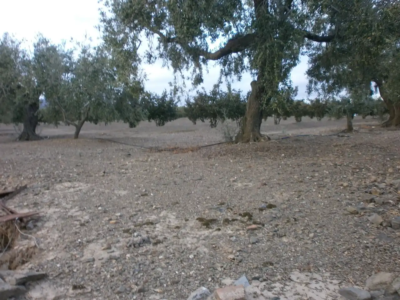 Rural land for sale in Carrer Pont del Cinto, imagen 28