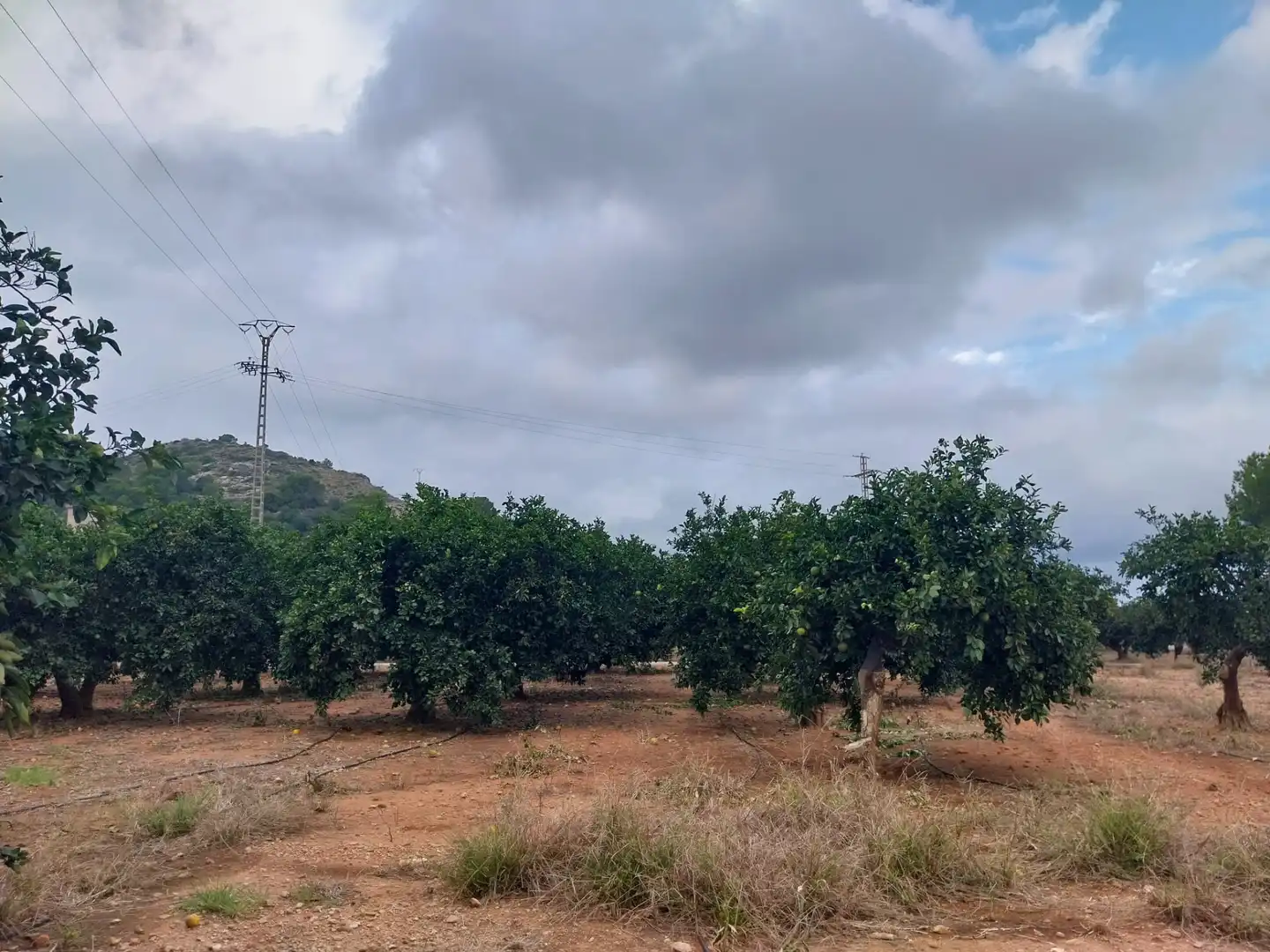 Terreny rústic en venda a Camí de la Perrera, imagen 3