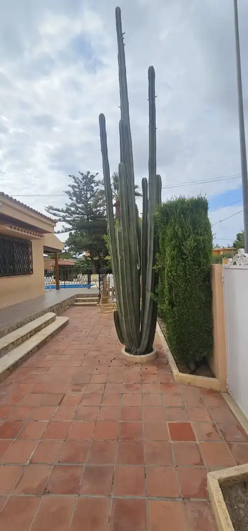 Jardí de Casa o xalet en venda en Mutxamel amb Jardí privat, Piscina i Moblat