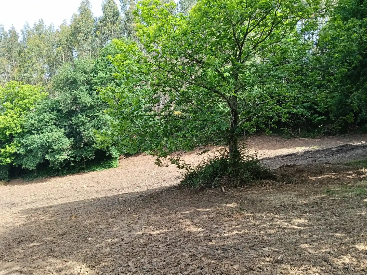 Maison avec jardin à vendre à Cesuras, imagen 13