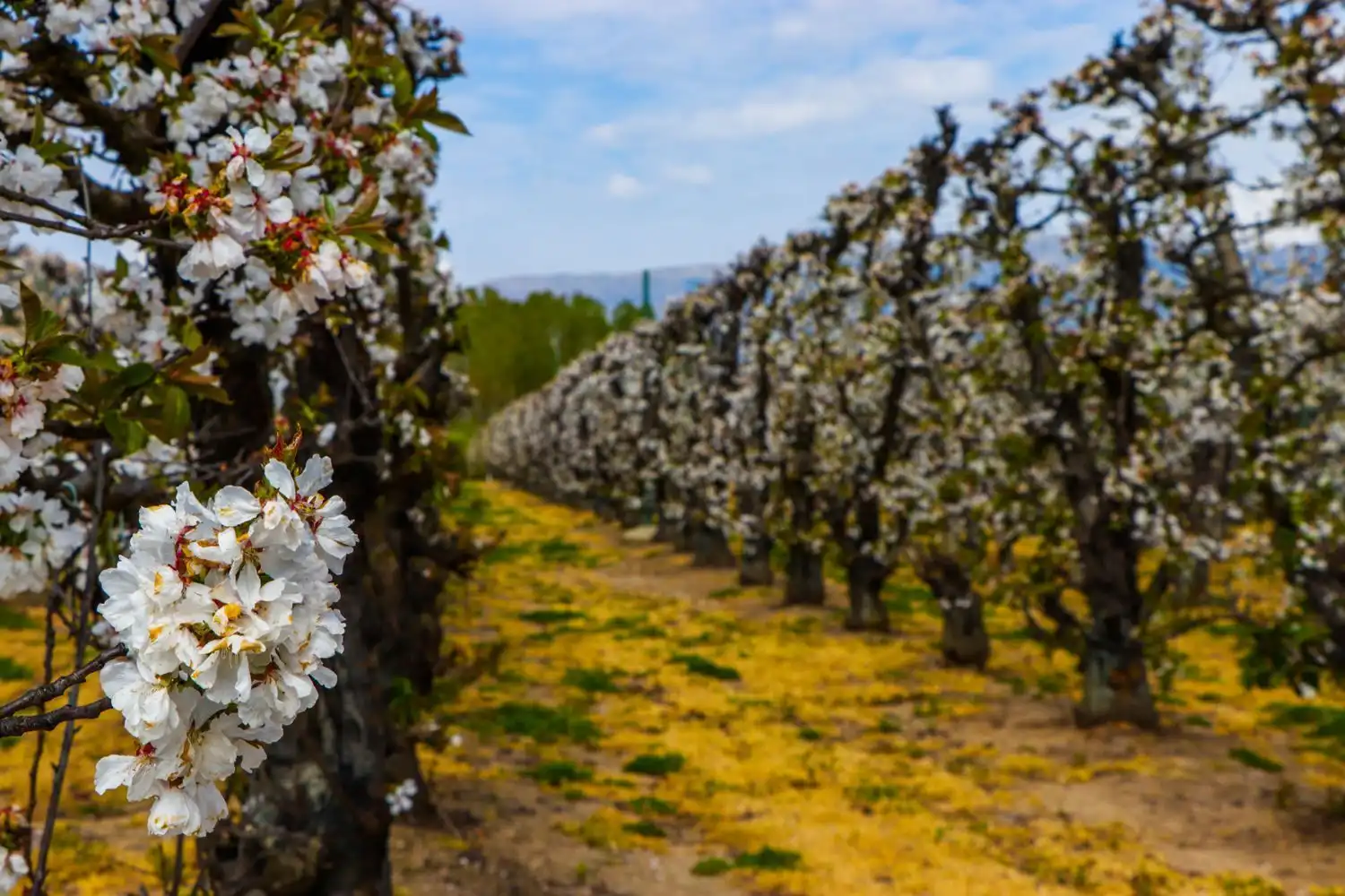 Vista exterior de Finca rústica en venda en Jarandilla de la Vera amb Aire condicionat, Calefacció i Jardí privat