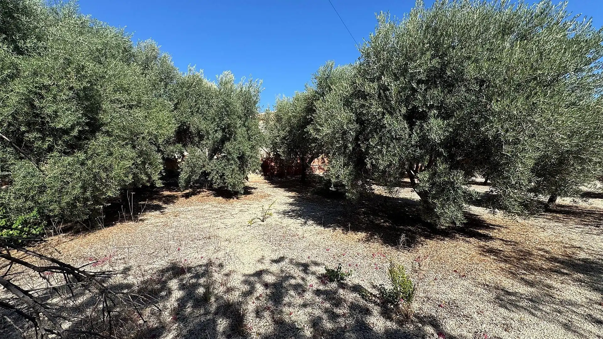 Houses for sale in Albatera
