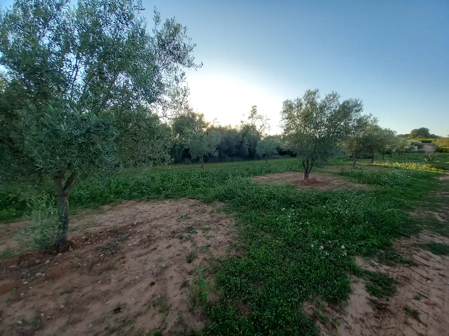 Terreny rústic en venda a Càlig, imagen 7