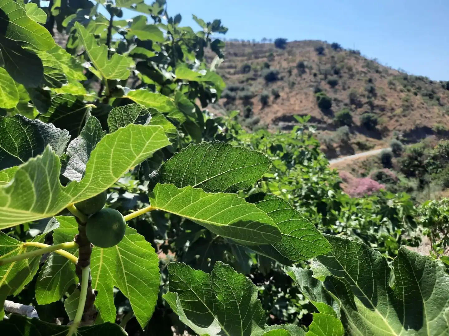 Terrenys i solars en venda a Canillas de Aceituno, imagen 2