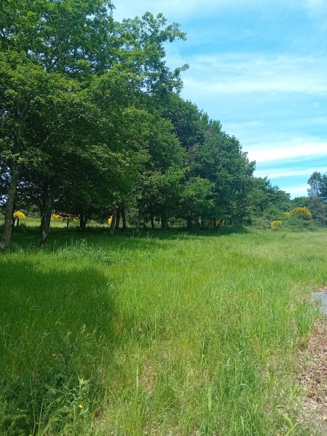 Residencial en venda en A Peroxa 