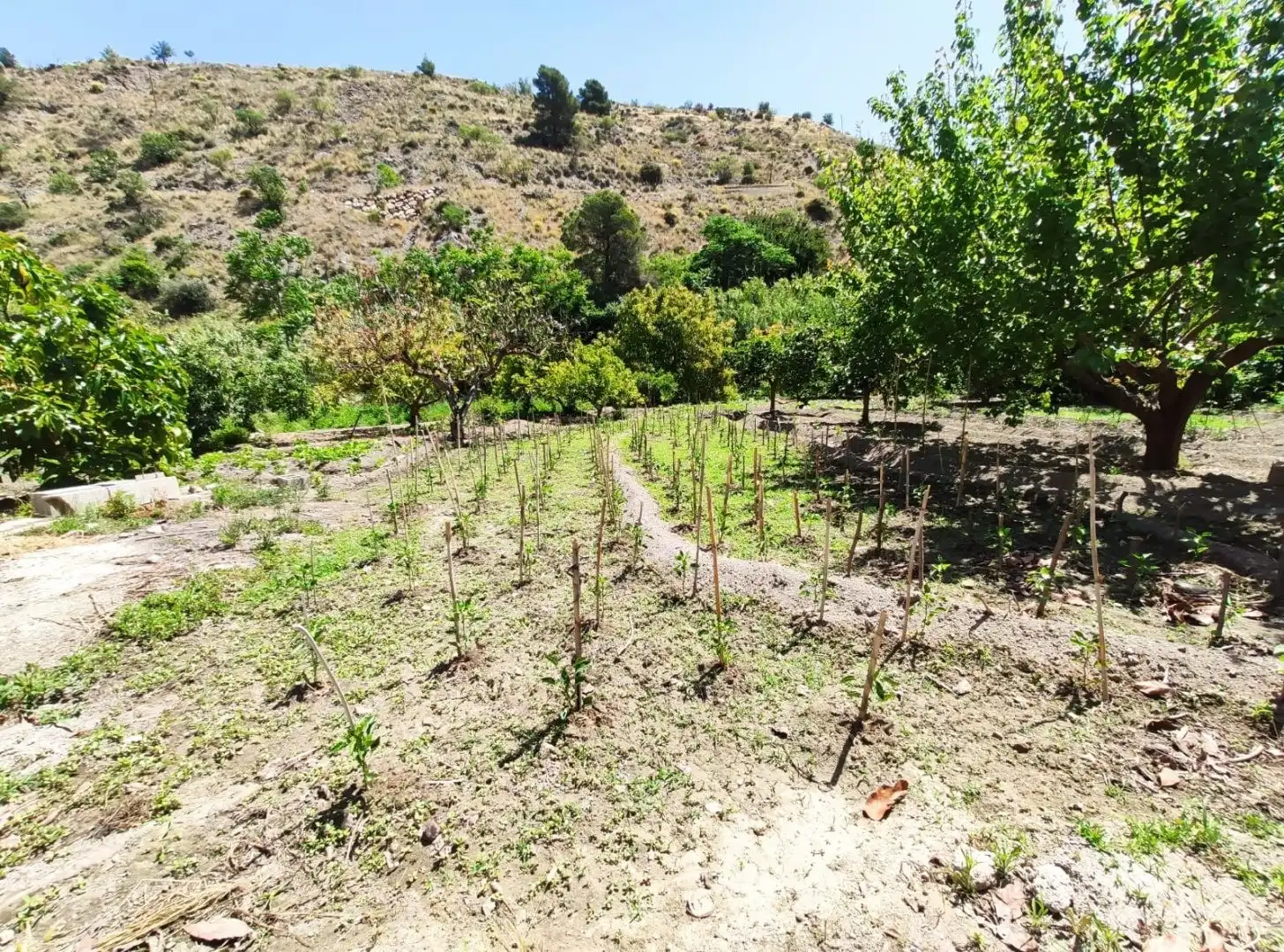 Terreni e lotti in vendita a El Pinar, imagen 3
