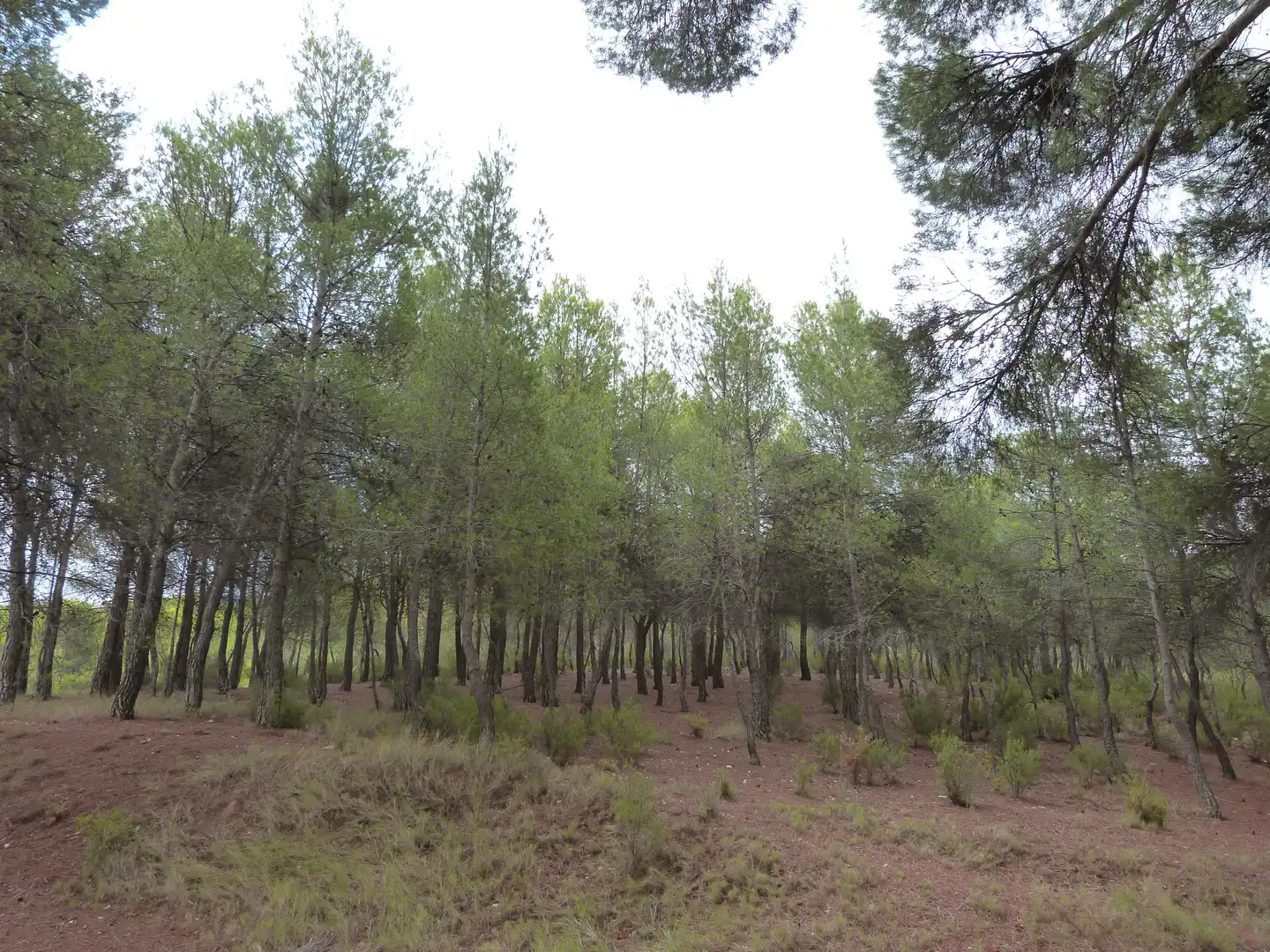 Country house with pool for sale in Ibi, imagen 30