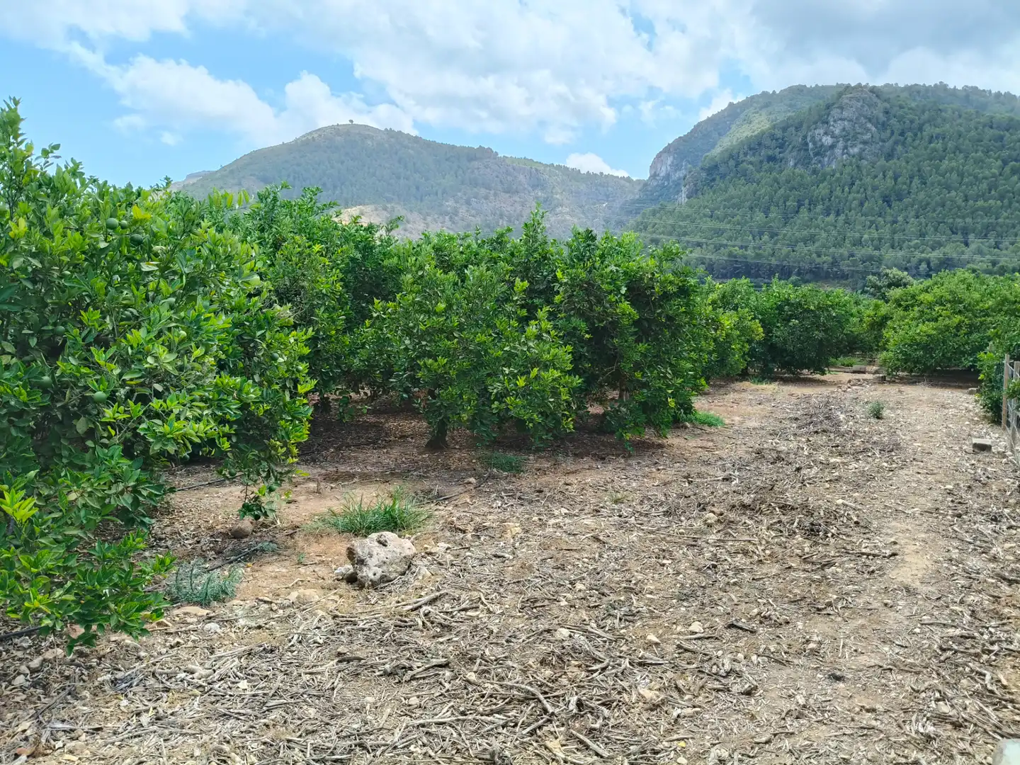 Rural land for sale in Partida Pla 42, imagen 4