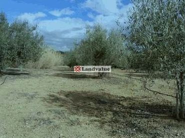 Terreno rustico in vendita a Polígono 11 Parcela 109 EL PINAR