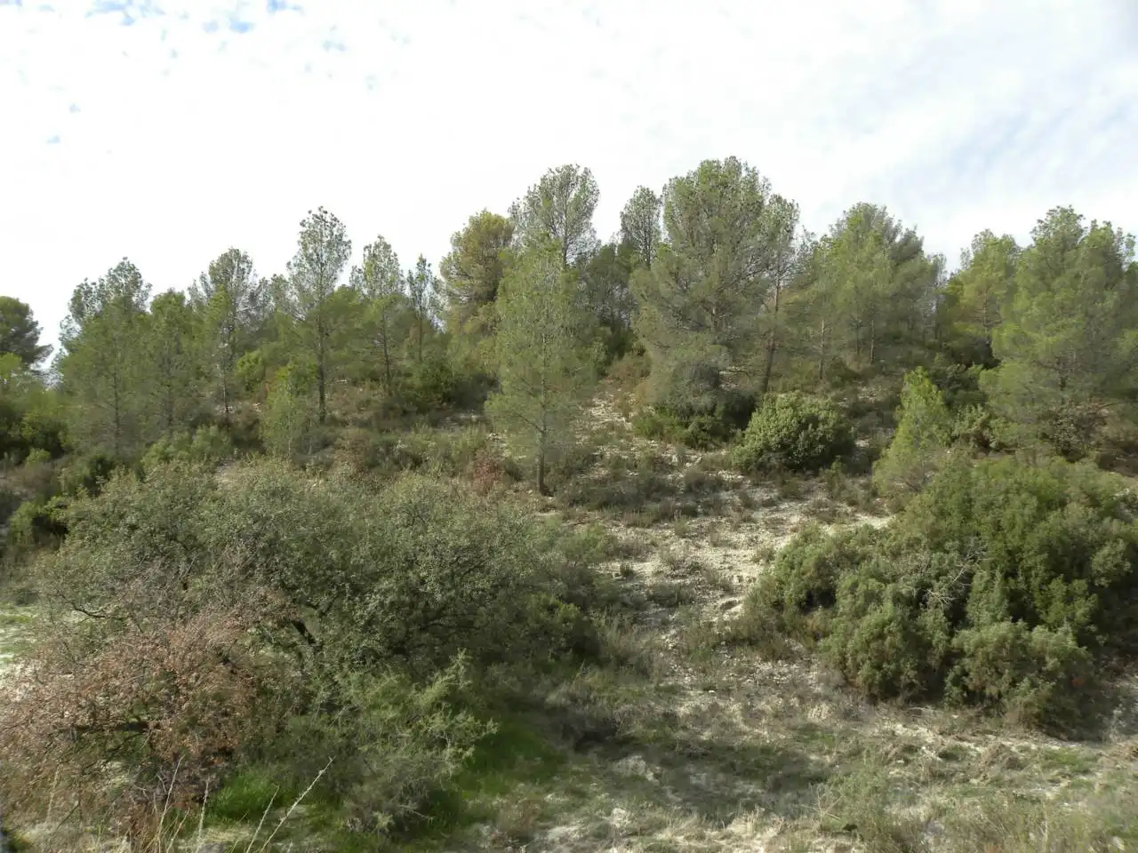 Terreno residencial en venta en Caravaca de la Cruz, imagen 13