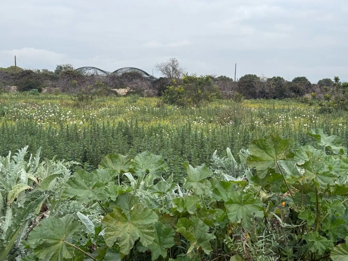 Finca rústica en venda a Altafulla