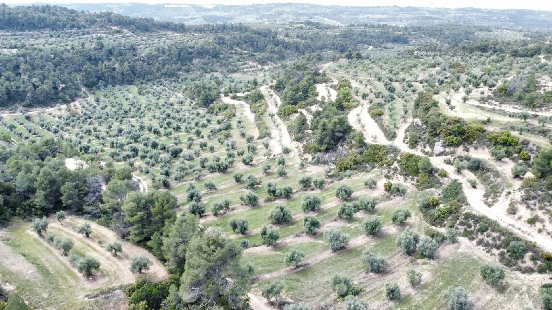 Land for sale in Juncosa