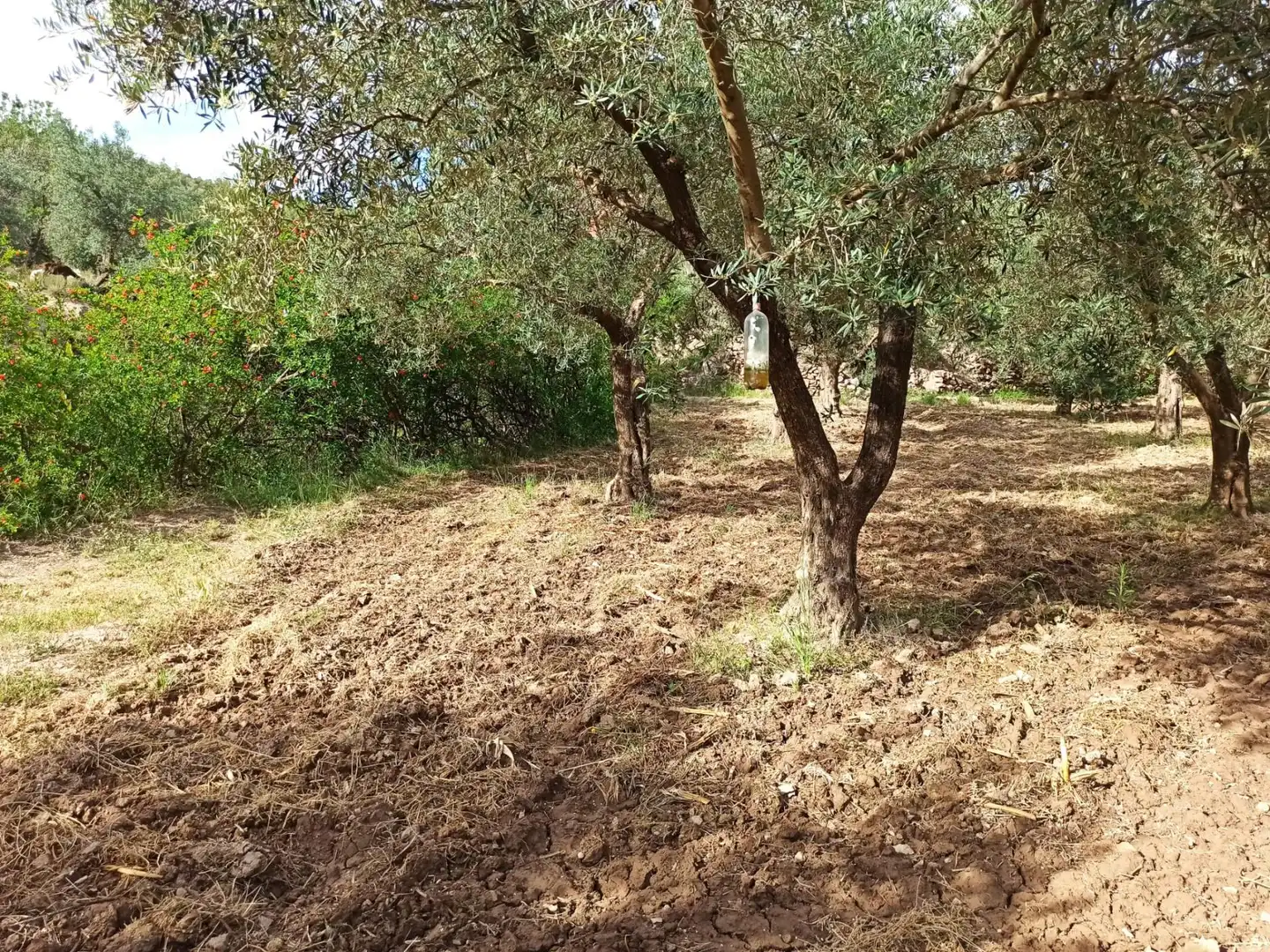 Residential land for sale in Alcolea