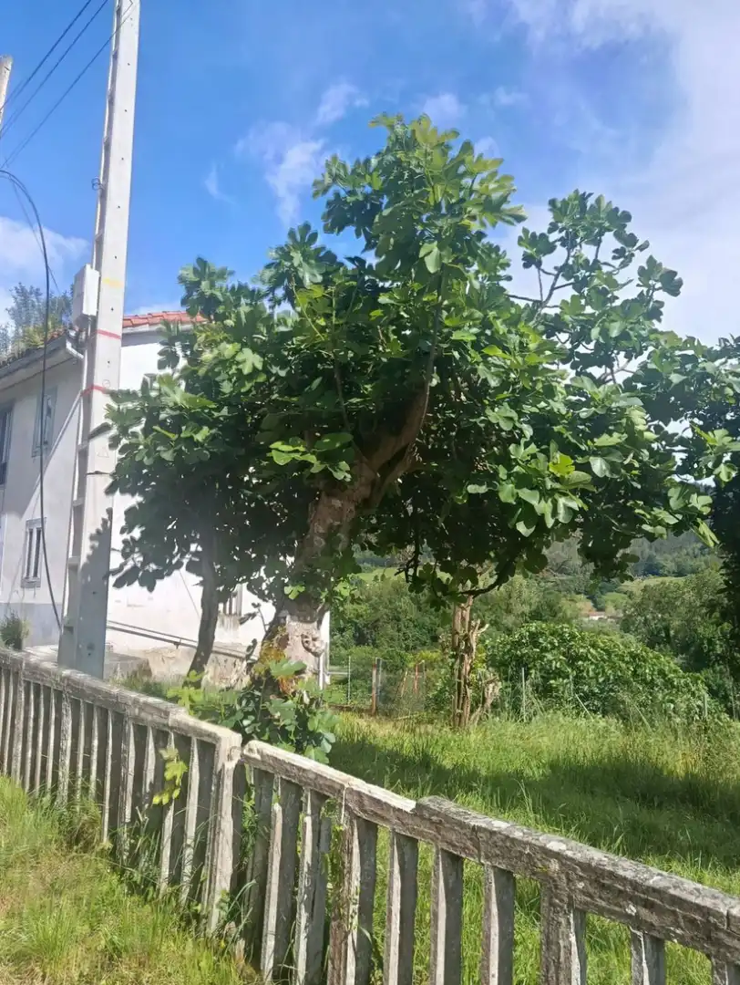 Jardí de Finca rústica en venda en Pravia amb Jardí privat, Moblat i Forn