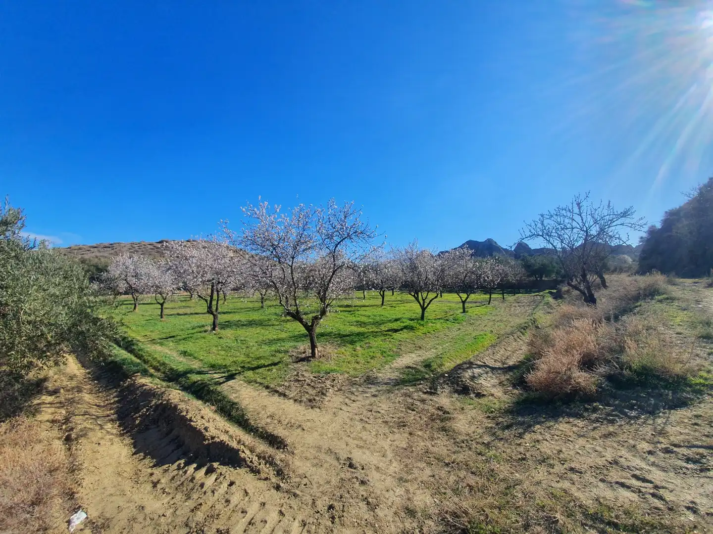 Terreni e lotti in vendita a Guadix, imagen 5
