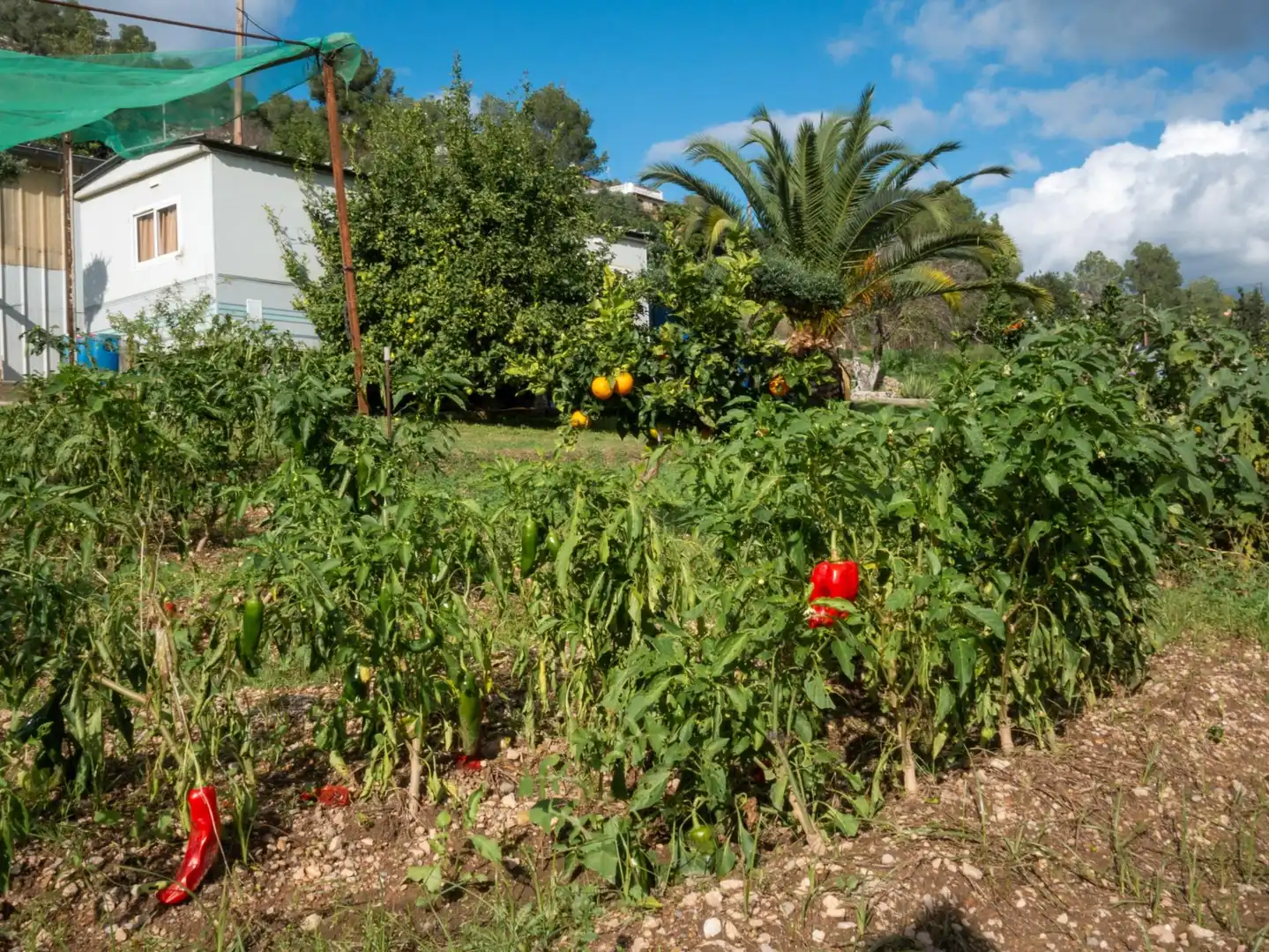 Casa rustica con giardino in vendita a Carretera COMARCAL BV-2111, imagen 53