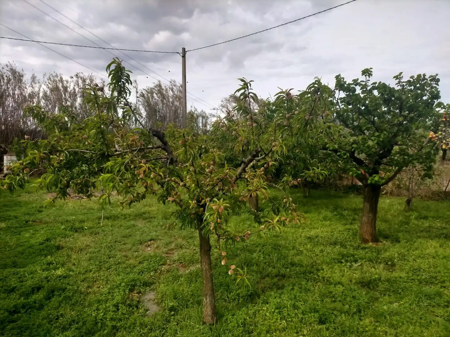 Terreno rustico in vendita a Detrás de la gasolinera Las Palmeras N/A, imagen 5