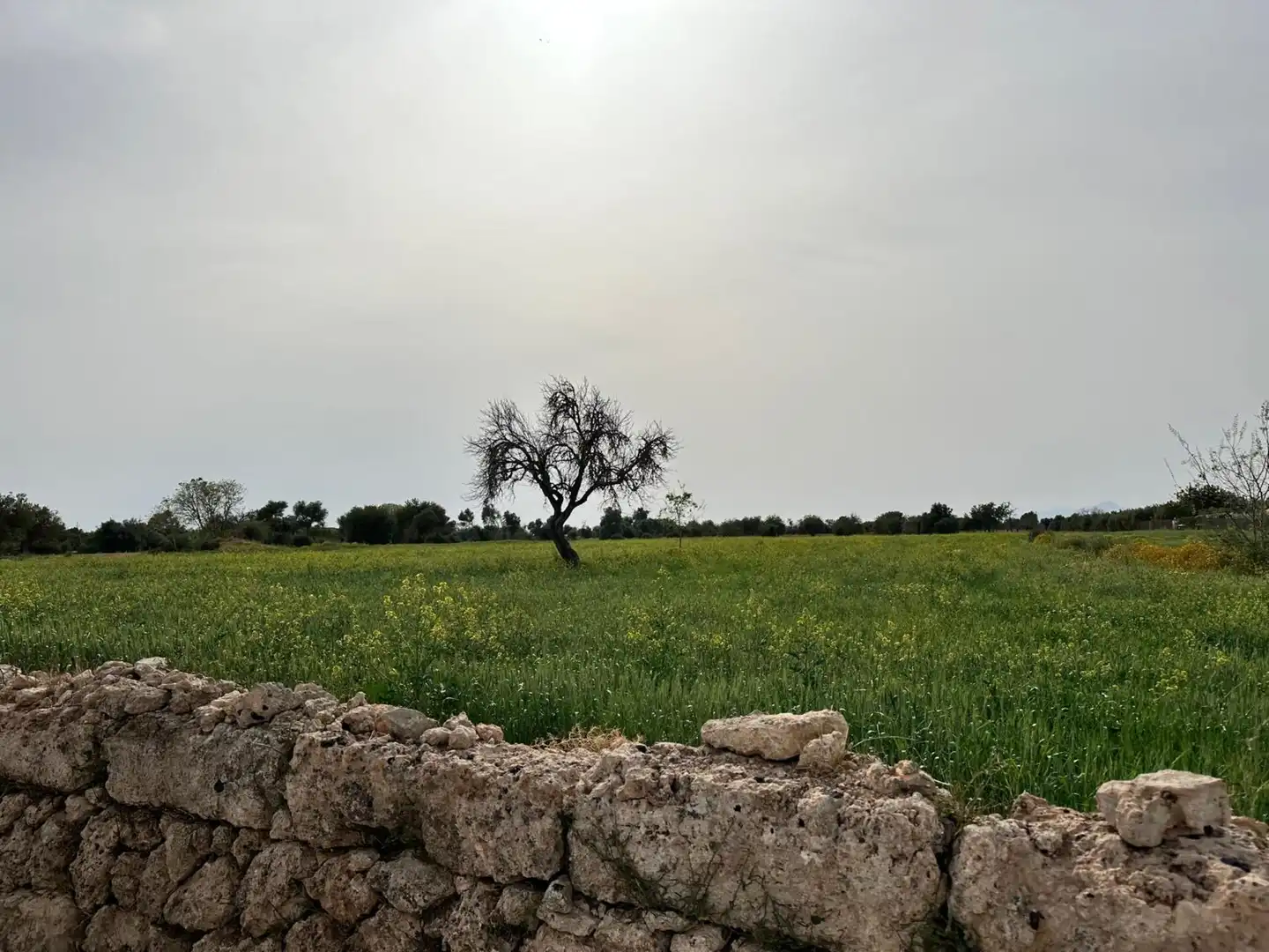 Country homes for sale in Algaida  with Private garden