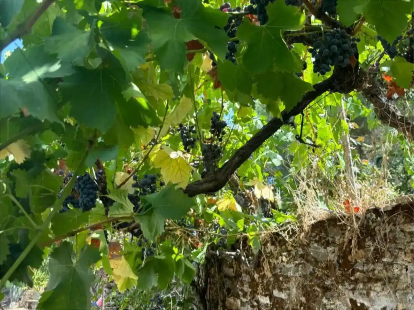 Jardí de Finca rústica en venda en Madroñera amb Jardí privat, Piscina i Moblat