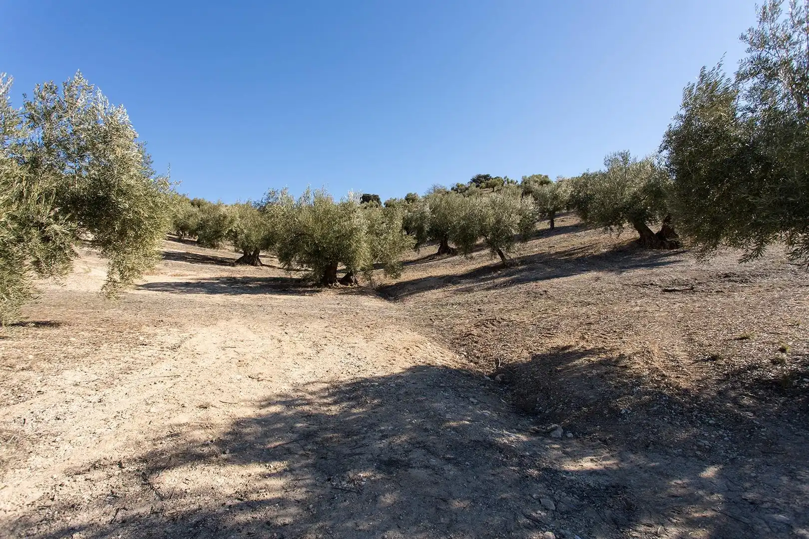 Terreni e lotti in vendita a Poligono 2 parcela 276 y 409, imagen 15