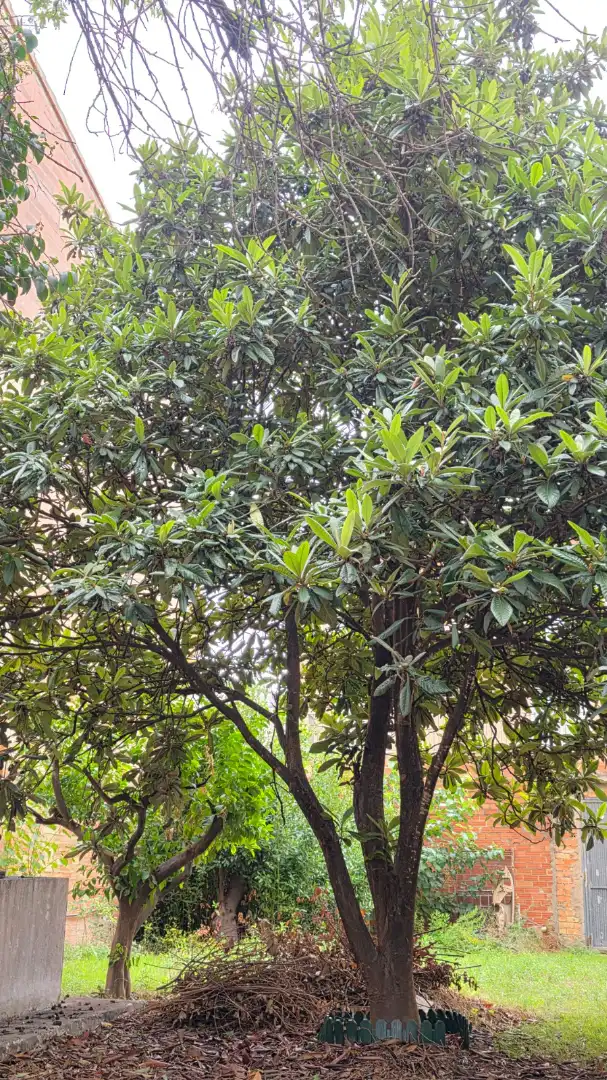 Maison avec balcon à vendre à La Pobla del Duc, imagen 26