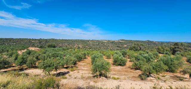 Terreno en Venta en Juncosa