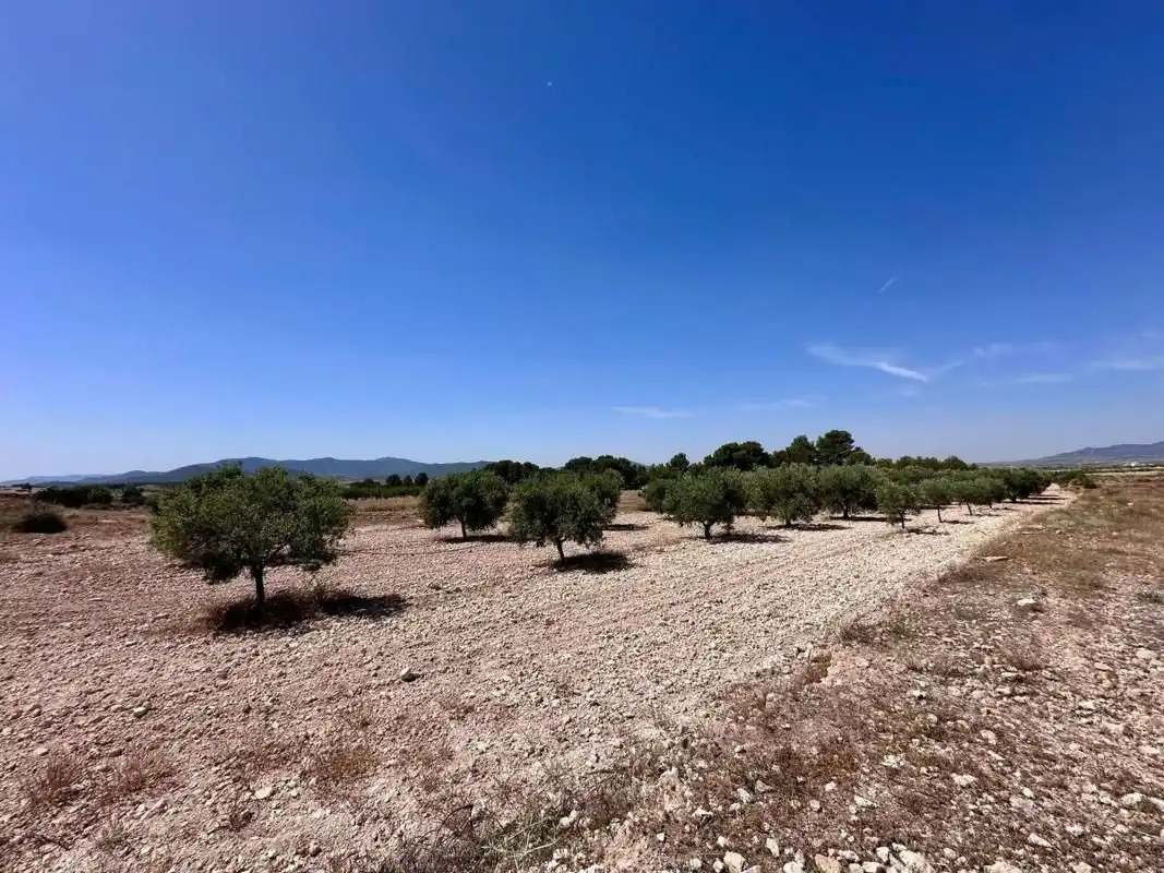 Terrain résidentiel à vendre à Monóvar  / Monòver, imagen 9