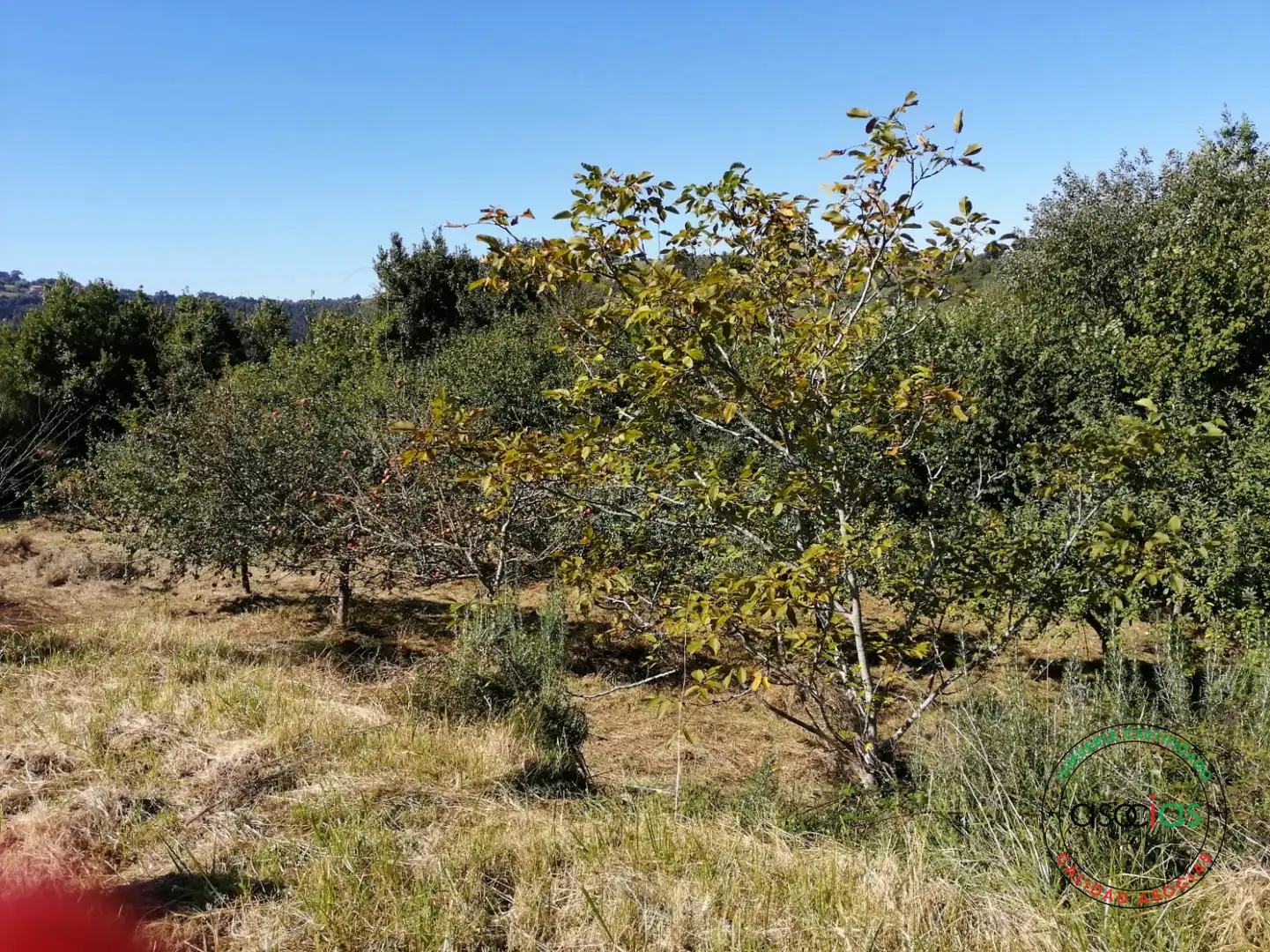 Terreno rustico in vendita a Lugar el Fonduxu, imagen 3